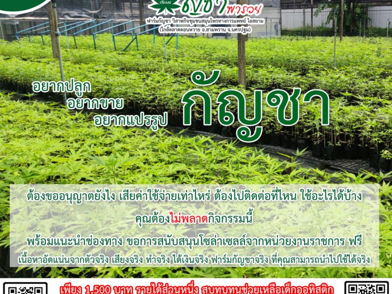 นครปฐม เชิญชม กัญชา พารวย ณ ฟาร์มกัญชา วิสาหกิจชุมชนสมุนไพรทางการแพทย์ ไอสยาม
